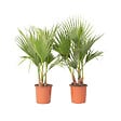 PLANT IN A BOX - Palmier de Washington - Set de 2 - Washingtonia robusta - H70-90cm - ⌀21cm - vignette
