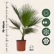 PLANT IN A BOX - Palmier de Washington - Set de 2 - Washingtonia robusta - H70-90cm - ⌀21cm - vignette