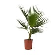 PLANT IN A BOX - Palmier de Washington - Washingtonia robusta - Hauteur 70-90cm - ⌀21cm - vignette