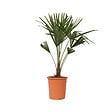 PLANT IN A BOX - Palmier de Chine - Trachycarpus Fortunei - Hauteur 65-75cm - ⌀21cm - vignette