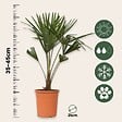 PLANT IN A BOX - Palmier de Chine - Trachycarpus Fortunei - Hauteur 65-75cm - ⌀21cm - vignette