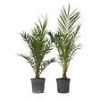 PLANT IN A BOX - Palmier Dattier nain - Set de 2 - Phoenix canariensis - Hauteur 80-100cm - ⌀19cm - vignette