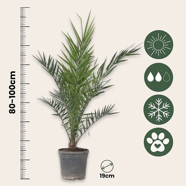 PLANT IN A BOX - Palmier Dattier nain - Set de 2 - Phoenix canariensis - Hauteur 80-100cm - ⌀19cm - large