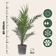 PLANT IN A BOX - Palmier Dattier nain - Set de 2 - Phoenix canariensis - Hauteur 80-100cm - ⌀19cm - vignette