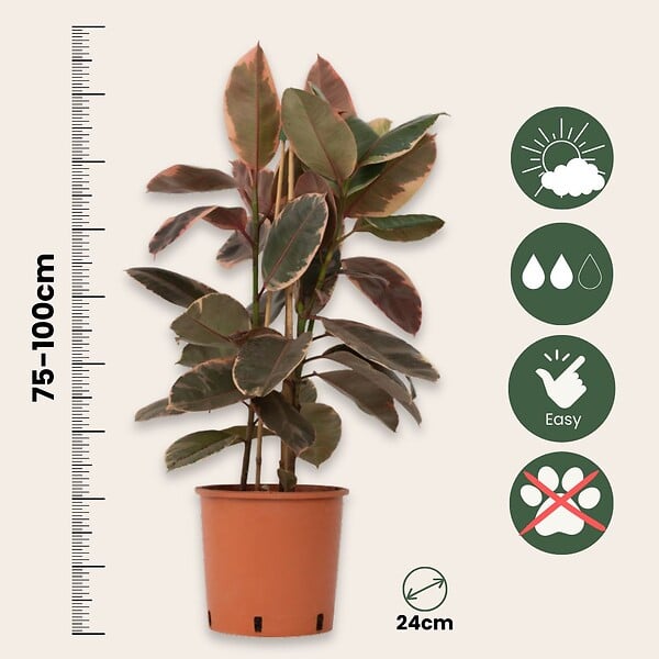 PLANT IN A BOX - Caoutchouc - Ficus Elastica 'Belize' - Hauteur 75-100cm - ⌀24cm - large