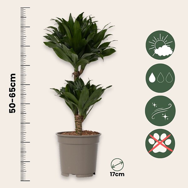 PLANT IN A BOX - Dragonnier - Dracaena surculosa - Hauteur 50-65cm - ⌀17cm - large