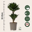 PLANT IN A BOX - Dragonnier - Dracaena surculosa - Hauteur 50-65cm - ⌀17cm - vignette