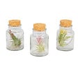 BLOOMIQUE - Lot de 3 - Tillandsia en Verre - Plantes aériennes - Plantes d’intérieur - Très facile à entretenir - vignette