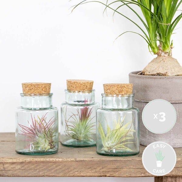BLOOMIQUE - Lot de 3 - Tillandsia en Verre - Plantes aériennes - Plantes d’intérieur - Très facile à entretenir - large