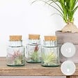 BLOOMIQUE - Lot de 3 - Tillandsia en Verre - Plantes aériennes - Plantes d’intérieur - Très facile à entretenir - vignette