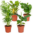 BLOOMIQUE - Lot de 4 - Mélange de plantes tropicales - H. 20-40 cm - P. 12 cm - vignette