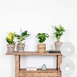 BLOOMIQUE - Lot de 4 - Mélange de plantes tropicales - H. 20-40 cm - P. 12 cm - vignette