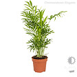 BLOOMIQUE - Lot de 4 - Mélange de plantes tropicales - H. 20-40 cm - P. 12 cm - vignette