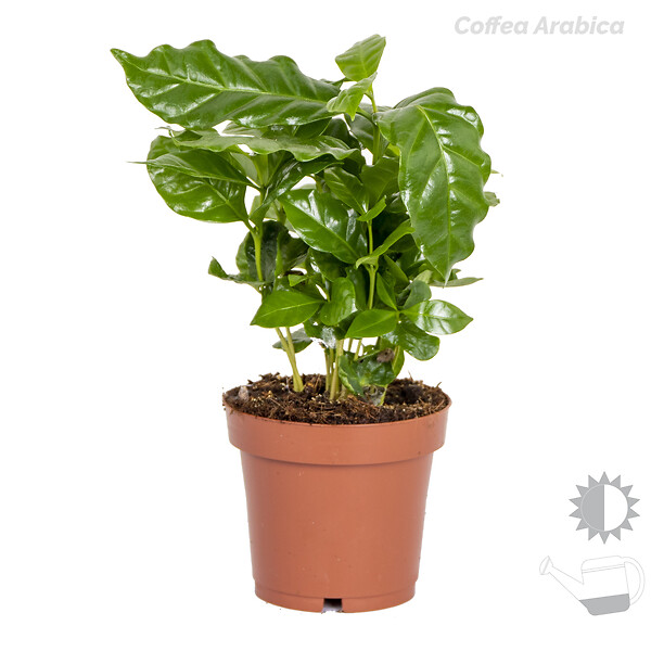 BLOOMIQUE - Lot de 4 - Mélange de plantes tropicales - H. 20-40 cm - P. 12 cm - large