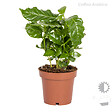 BLOOMIQUE - Lot de 4 - Mélange de plantes tropicales - H. 20-40 cm - P. 12 cm - vignette