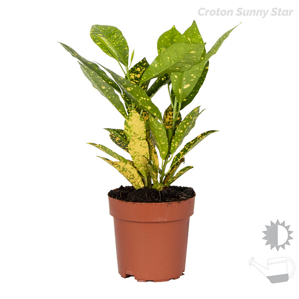 BLOOMIQUE - Lot de 4 - Mélange de plantes tropicales - H. 20-40 cm - P. 12 cm - large