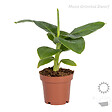 BLOOMIQUE - Lot de 4 - Mélange de plantes tropicales - H. 20-40 cm - P. 12 cm - vignette