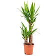 BLOOMIQUE - Yucca Elephantipes - Yucca pied d’éléphant - Plante d’intérieur - H. 60-70 cm - P. 17 cm - vignette
