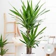 BLOOMIQUE - Yucca Elephantipes - Yucca pied d’éléphant - Plante d’intérieur - H. 60-70 cm - P. 17 cm - vignette