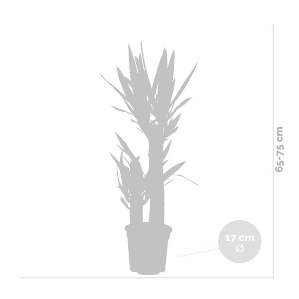BLOOMIQUE - Yucca Elephantipes - Yucca pied d’éléphant - Plante d’intérieur - H. 60-70 cm - P. 17 cm - large