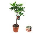 BLOOMIQUE - Ficus Carica ‘Brown Turkey’ - Figuier - Arbre fruitier - Plantes de jardin - H. 80-100 cm - P. 21 cm - vignette