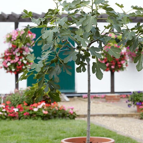 BLOOMIQUE - Ficus Carica ‘Brown Turkey’ - Figuier - Arbre fruitier - Plantes de jardin - H. 80-100 cm - P. 21 cm - large