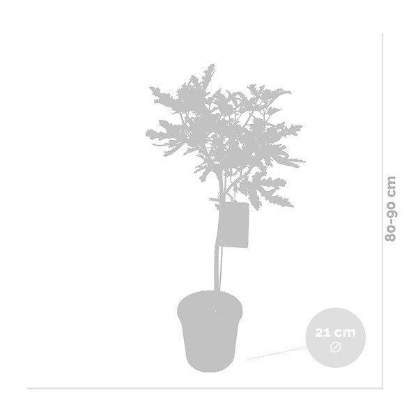 BLOOMIQUE - Ficus Carica ‘Brown Turkey’ - Figuier - Arbre fruitier - Plantes de jardin - H. 80-100 cm - P. 21 cm - large