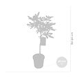 BLOOMIQUE - Ficus Carica ‘Brown Turkey’ - Figuier - Arbre fruitier - Plantes de jardin - H. 80-100 cm - P. 21 cm - vignette