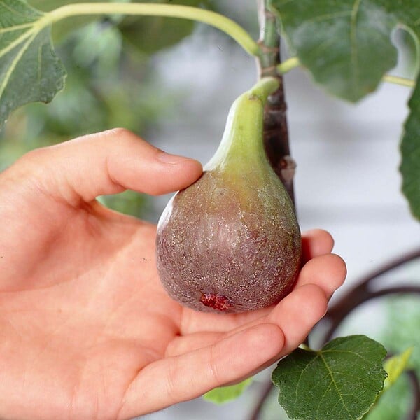 BLOOMIQUE - Ficus Carica ‘Brown Turkey’ - Figuier - Arbre fruitier - Plantes de jardin - H. 80-100 cm - P. 21 cm - large