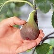 BLOOMIQUE - Ficus Carica ‘Brown Turkey’ - Figuier - Arbre fruitier - Plantes de jardin - H. 80-100 cm - P. 21 cm - vignette
