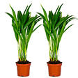 BLOOMIQUE - Lot de 2 - Dypsis Lutescens - Palmier Areca - Plantes d’intérieur - H. 20-30 cm - P. 10,5 cm - vignette
