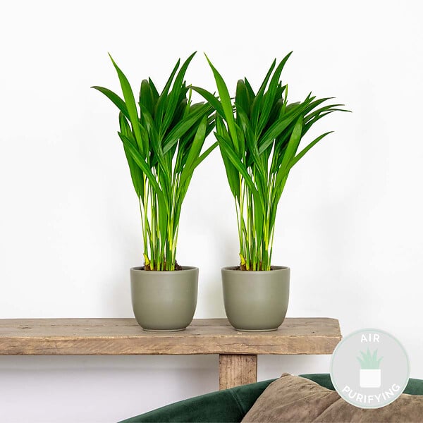 BLOOMIQUE - Lot de 2 - Dypsis Lutescens - Palmier Areca - Plantes d’intérieur - H. 20-30 cm - P. 10,5 cm - large