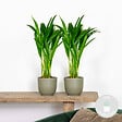 BLOOMIQUE - Lot de 2 - Dypsis Lutescens - Palmier Areca - Plantes d’intérieur - H. 20-30 cm - P. 10,5 cm - vignette
