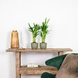BLOOMIQUE - Lot de 2 - Dypsis Lutescens - Palmier Areca - Plantes d’intérieur - H. 20-30 cm - P. 10,5 cm - vignette