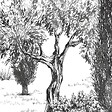 99DECO - Papier peint panoramique - Tivoli - Noir et blanc - intissé : 150g/m² - 7 lés : 336x270cm - vignette