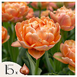PLANT IN A BOX - Tulipe - Set de 15 - Tulipa 'Copper Image' - Bulbes à fleurs - vignette