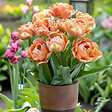PLANT IN A BOX - Tulipe - Set de 15 - Tulipa 'Copper Image' - Bulbes à fleurs - vignette