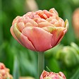 PLANT IN A BOX - Tulipe - Set de 15 - Tulipa 'Copper Image' - Bulbes à fleurs - vignette