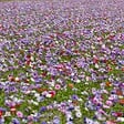 PLANT IN A BOX - Bulbes d'anémone - Set de 30 - Anemoon de Caen - Bulbes à fleurs - vignette