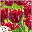 PLANT IN A BOX - Bulbes de tulipes 'Red Dress' - Lot de 10 - Rouge foncé - Rustiques & vivaces - vignette