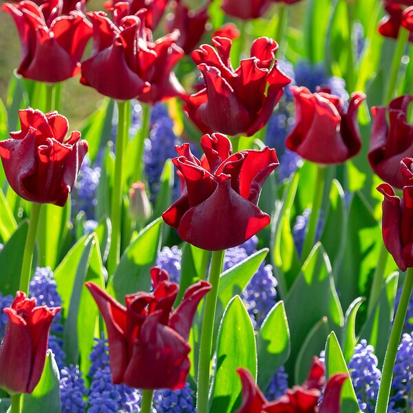 PLANT IN A BOX - Bulbes de tulipes 'Red Dress' - Lot de 10 - Rouge foncé - Rustiques & vivaces - large
