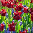 PLANT IN A BOX - Bulbes de tulipes 'Red Dress' - Lot de 10 - Rouge foncé - Rustiques & vivaces - vignette