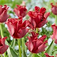 PLANT IN A BOX - Bulbes de tulipes 'Red Dress' - Lot de 10 - Rouge foncé - Rustiques & vivaces - vignette