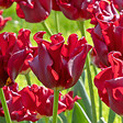 PLANT IN A BOX - Bulbes de tulipes 'Red Dress' - Lot de 10 - Rouge foncé - Rustiques & vivaces - vignette