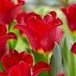PLANT IN A BOX - Bulbes de tulipes 'Red Dress' - Lot de 10 - Rouge foncé - Rustiques & vivaces - vignette