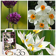 PLANT IN A BOX - Coffret Jardin Sec - 35 bulbes pour endroits secs & ensoleillés - vignette