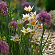 PLANT IN A BOX - Coffret Jardin Sec - 35 bulbes pour endroits secs & ensoleillés - vignette