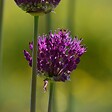 PLANT IN A BOX - Coffret Jardin Sec - 35 bulbes pour endroits secs & ensoleillés - vignette