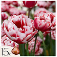 PLANT IN A BOX - Tulipe - Set de 15 - Tulipa 'Drumline' - Bulbes à fleurs - Rose - vignette