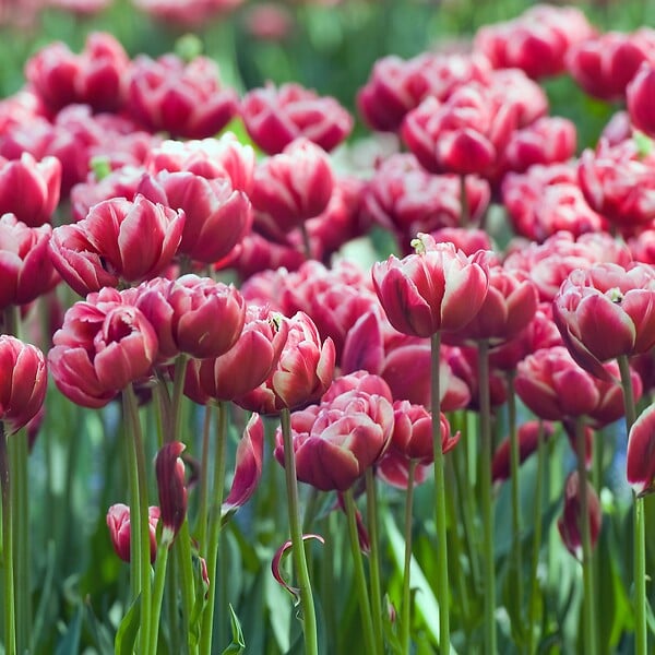 PLANT IN A BOX - Tulipe - Set de 15 - Tulipa 'Drumline' - Bulbes à fleurs - Rose - large